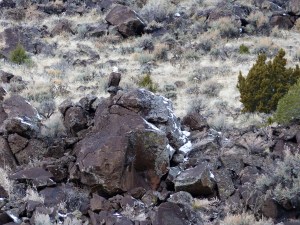 The Bald Eagle's plumage allows it to blend in with the brown desert varnish of  basalt boulders and dabs of snow.